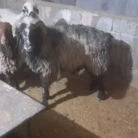 فروش بره  قوچ  بختیاری