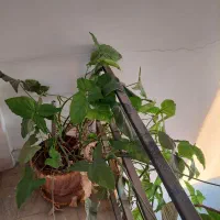درخچه و سرسبز و بزرگ وی گلدان بزرگ و پرپشت و سرسبز|گل و گیاه طبیعی|تهران, مشیریه|دیوار