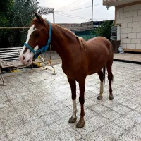 اسب نژاد کحیلان