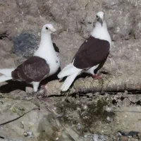 دو جفت پشت گراف|پرنده|تایباد, |دیوار