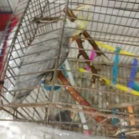 دو عدد عروس هلندی