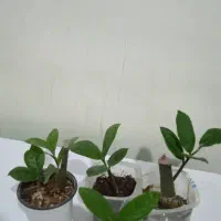 زاموفیلیا|گل و گیاه طبیعی|مریوان, |دیوار