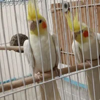 عروس هلندی|پرنده|شاهینشهر, نسیم ۵|دیوار