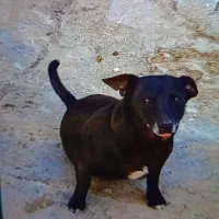 سگ نر پاکوتاه|سگ|زاهدان, |دیوار