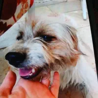 گمشده شده|حیوانات|هشتگرد, شهرک جهان ویلا (درخشانیه)|دیوار