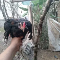 مرغ گلین|حیوانات مزرعه|رشت, بیجارپس|دیوار