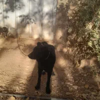 واگذاری سگ قدرجون|سگ|همایجان, |دیوار