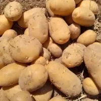 سیب زمینی همدان لوکس لوکس