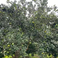 پرتقال تامسون و نارنگی|عمده‌فروشی|آمل, |دیوار