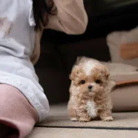 سگ پودل فنجونی نروماده2ماه 3900بی واسطه|سگ|تهران, تهرانسر مرکزی|دیوار