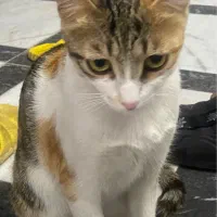 واگذاری گربه رایگان|گربه|نسیمشهر, |دیوار