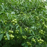 نهال گردو ژنوتیپ برتر تضمین باردهی بالا|گل و گیاه طبیعی|کامیاران, |دیوار