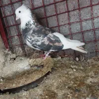 کبوتر|پرنده|ساری, |دیوار