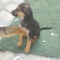 توله ژرمن اصیل