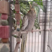 عروسی هلندی