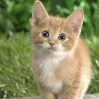 گربه بازیگوش