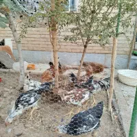 خروس گلین زیبا|حیوانات مزرعه|قم, شهرک مهدیه|دیوار