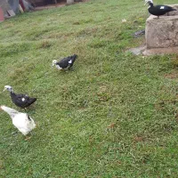 مرغ اردک  اسراعلی|حیوانات مزرعه|گوراب زرمیخ, |دیوار