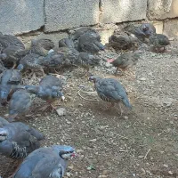 جوجه پرنده زینتی مرغ اردک کبوتر