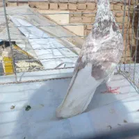 کبوتر شکار|پرنده|اردکان, |دیوار