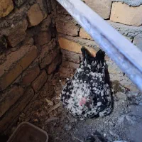 تخم مرغ|حیوانات مزرعه|قیدار, |دیوار