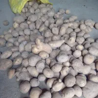 سیب زمینی فریمان خوشمزه و عالی کیلو 29