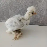 جوجه سلطان و لهستانی کاکولی زیبا و اراکانا