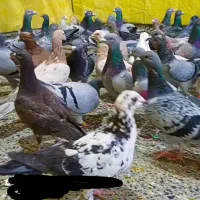 دسته سبز و کوهی و رنگی وبهبهونی|پرنده|فولادشهر, زاینده رود|دیوار