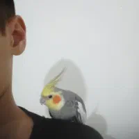 عروس هلندی دستی و سخنگو معاوضه با ملنگو و شاه طوطی|پرنده|زنجان, |دیوار