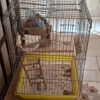 قفس|لوازم جانبی حیوانات|تهران, نارمک جنوبی|دیوار