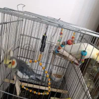 عروس هلندی|پرنده|تهران, هفده شهریور|دیوار