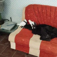 چهار عدد کفتر|پرنده|فیروزآباد (فارس), |دیوار