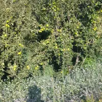 سیب درختی آبداروبامزه