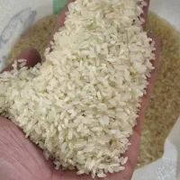 برنج خالص کامفیروزی