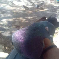 کبوتر تهرونی و پر|پرنده|فارسان, |دیوار