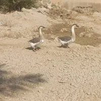 قوقاز