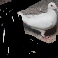 دم زرد  سو قفل