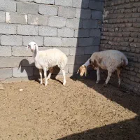 بره ماده عروسک