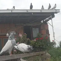 کبوتران کله دم سبز کاکول کلکسیونی خون پاک