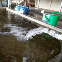 (قالیشویی بزرگ نعمت) (قالیشویی درپاکدشت)|خدمات نظافت|پاکدشت, پاکدشت (مامازند)|دیوار