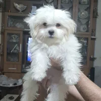 واگذار ‌‌سگ‌شیتزو لطفا‌بخونید حتما..نر|سگ|یزد, |دیوار