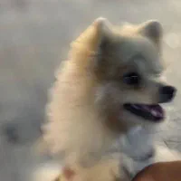 فروشی|سگ|بندرعباس, |دیوار