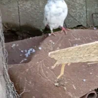 کفتر نر قوی|پرنده|آستانه اشرفیه, |دیوار