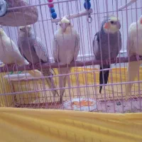 عروس هلندی