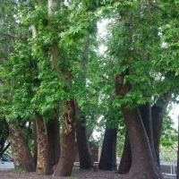 زمین روستای شرب العین