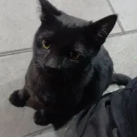 گربه مشکی نر ۵ ماهه گمشده