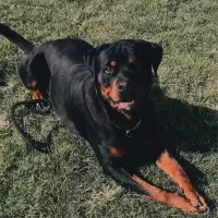 مربی سگ|خدمات آموزشی|اندیشه, اندیشه فاز ۴|دیوار