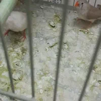 یک جفت فنج مولد