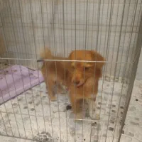 سگ اشپیترز تریر تربیت شده|سگ|خرمشهر, |دیوار