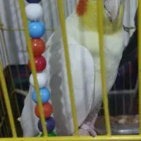 طوطی عروس رنگ زرد وطوسی قیمت۴۰۰